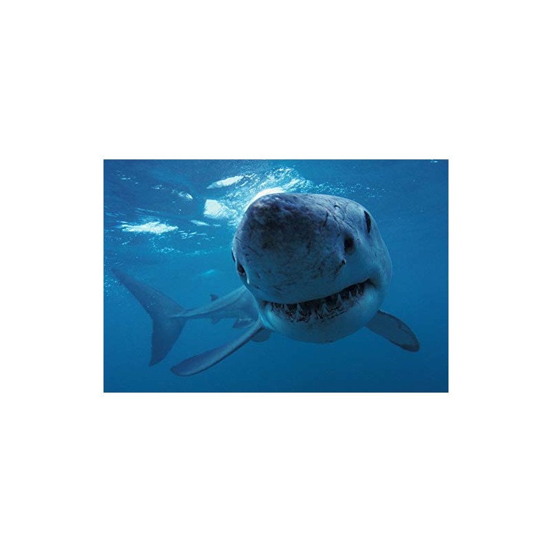 Edition Colibri 3D Lenticular Postcard White Shark - Hologram Underwater