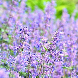 Cat Mint - Blue Moon - Herb Garden Seeds - 100 Seeds - Non-GMO, Open Pollinated Herbal Gardening Seeds - Nepeta nervosa 'Blue Moon'
