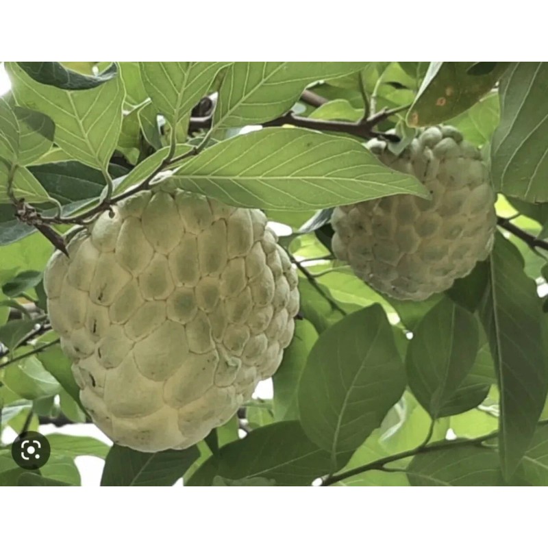 Tree 1 Sugar Apple Na Dai( Mãng Cầu Dai) 5"-7”