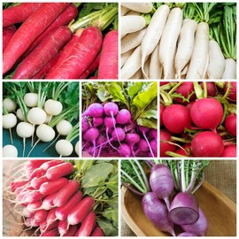 7 Types Radish Seeds Pack for Planting -900+ Including Cherry Belle, Watermelon Radish, Purple Plum and Daikon Individually Packed, Red Radish, Mixed Radish Seeds for Home Outdoor