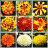 200 Pcs Mixed Marigold Seeds Flower to Plant Bonsai Home