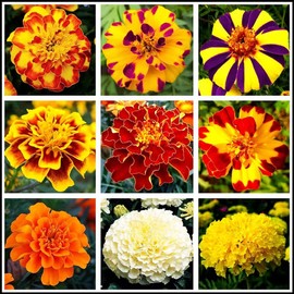200 Pcs Mixed Marigold Seeds Flower to Plant Bonsai Home Decor