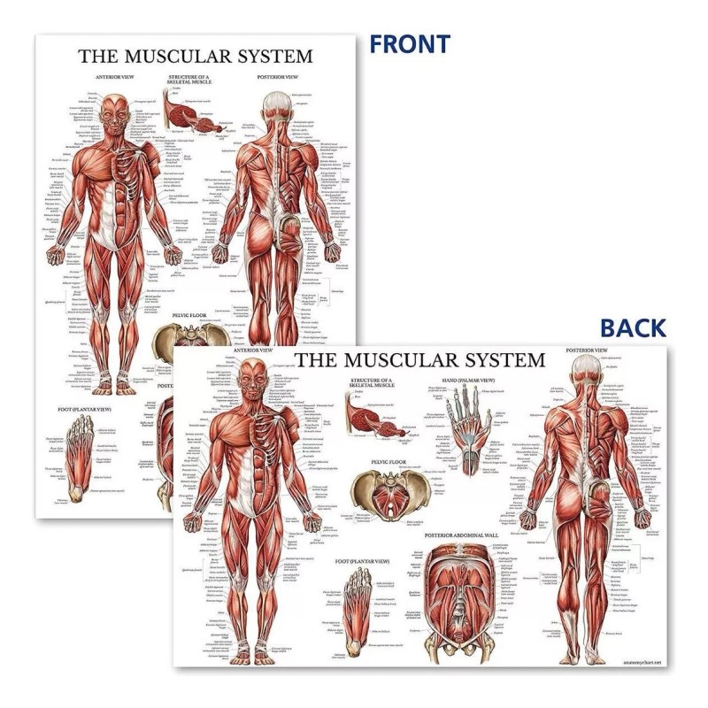 Palacelearning Sistema Muscular Poster Anatómico - Laminado - Muscle Anatom