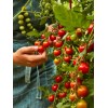 Burpee Super Sweet 100 Hybrid Tomato Vegetable Seed Full Sun