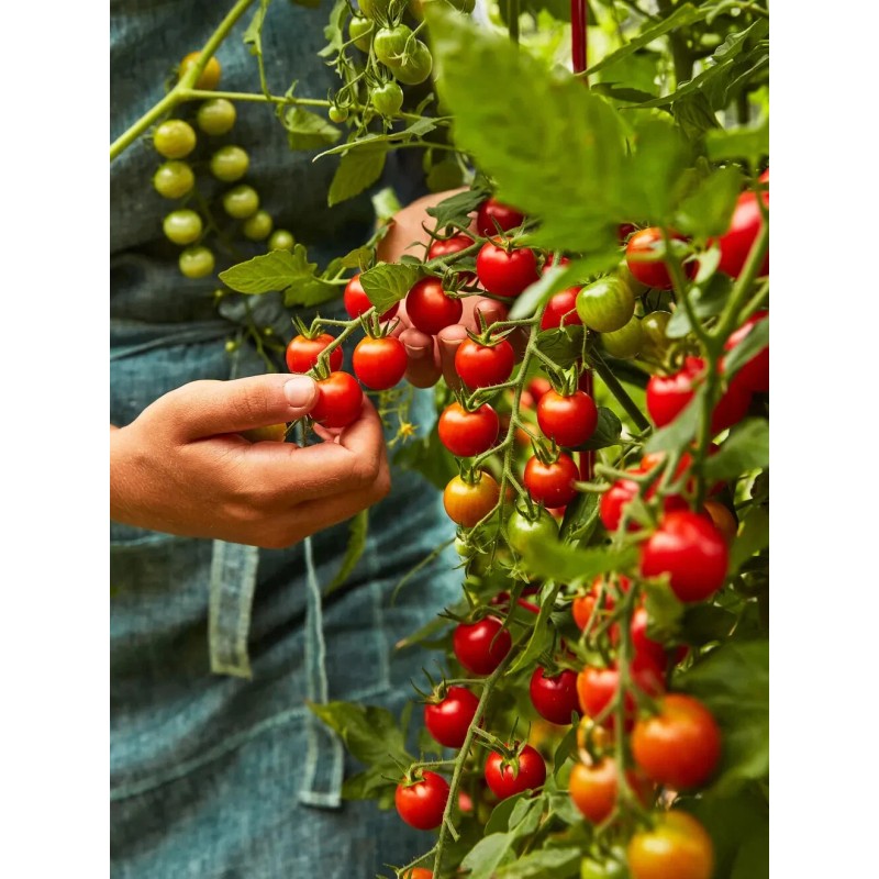 Burpee Super Sweet 100 Hybrid Tomato Vegetable Seed Full Sun