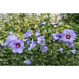 Hibiscus Syriacus Blue Satin Rose of Sharon jocad (10 Seeds)