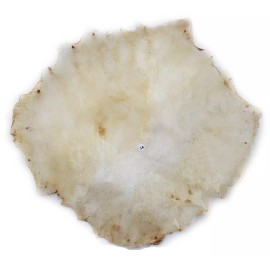 DEURA Banjo Snare Marching Dejembe Bodhran Frame Hand Drum 20" NATURAL UNCUT Skin Head