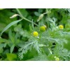 Lakeside Seeds Matricaria discoidea (Pineapple Weed) wildflower seed pack, Annual