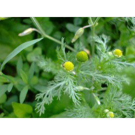 Lakeside Seeds Matricaria discoidea (Pineapple Weed) wildflower seed pack, Annual