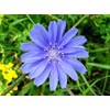 Antler Chicory Wildflower Seeds (Cichorium intybus), 4 Oz, Over 100,000