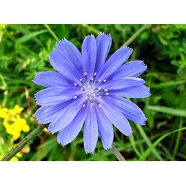 Antler Chicory Wildflower Seeds (Cichorium intybus), 4 Oz, Over 100,000 Seeds