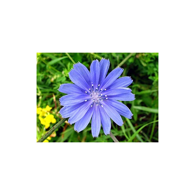 Antler Chicory Wildflower Seeds (Cichorium intybus), 4 Oz, Over 100,000
