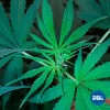 ToDo Hydro Grow Pot Original 2gal DWC Hydro Bucket Kit