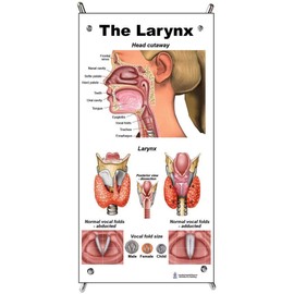 Blue Tree Publishing Larynx Mini Poster with X Stand with Vocal Fold flip book, Larynx sticky note and Voice Writing Tablet