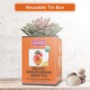 Brew La La Organic Green Tea - Ginger Mango Flavor