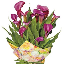 Votaniki Royal Plum Calla Lily - Fragrant Trumpet Shaped Flowers, Perennial Calla Lily (Zantedeschia 'Purple Sensation') | Summer Flowering Bulbs, Hybrid Calla Lily Bulbs - Easy to Grow (2 Pack)
