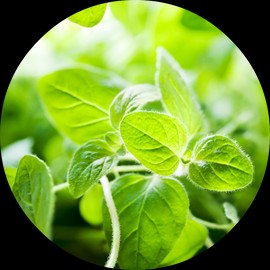 Living Libations Oregano Essential Oil, 30ml with 95% Jojoba