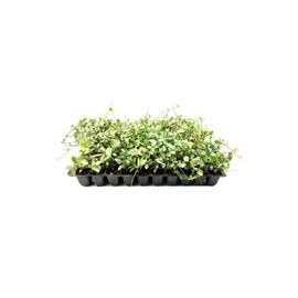 Variegated Asiatic Jasmine Minima | 3 Live Plants | Easy-Grow Ground Cover | Lush, Trailing Green and White Foliage | Perfect for Gardens and Landscape Borders | Hardy Evergreen Plant