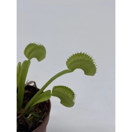 Florida House Plants Carnivorous Plant in 2 inch Pot, Perennial Living Bug Catcher Tiny Mini Pixie Pl