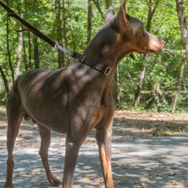 Country Brook Petz Martingale Dog Collar - Heavy-Duty Training Collar with No Buckle - Service Dog Collar for All Pups - Vibrant, Colorful Collection (Brown, 3/8 Inch, Extra Small)