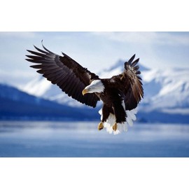BALD EAGLE IN FLIGHT ALASKA nature poster MAGESTIC RARE 24x36