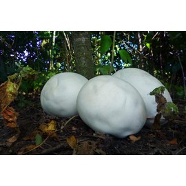 NIKA SEEDS - Spores Giant Puffball Mushrooms for Planting on Grains - 100 Seeds