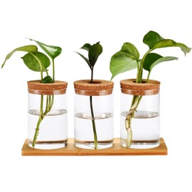 Window Garden Desktop Plant Terrarium Vase with Lid, Set of 3 - Glass Vase Hydroponic Propagation Planter Jars - Plants Terrarium Container for Desktop Garden - Hydroponics Vases for Indoor Plants