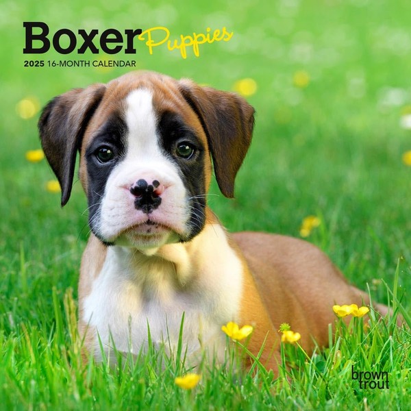 Boxer Puppies | 2025 7 x 14 Inch Monthly Mini