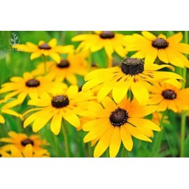 Large Pack of 100,000 Seeds, Black-Eyed Susan (Rudbeckia Hirta) Non-GMO Flower Seeds by Seeds2Go