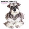 Miniature Schnauzer Calendar 2025 Modern