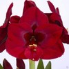 1 Amaryllis Carmen, Deep Red, Mahaogany Red, Large Bulbs, 32-34cm