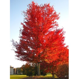 TomorrowSeeds - Red Maple Tree Seeds - 150+ Count - for 2026 Planting Acer Rubrum Illinois Oak Scarlet Canadian Sugar Purple Birch Northern Spruce Beech Landscape Trees Grow Your Own Home Farm Patio