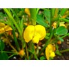 Seeds Spanish Peanut 10 Seeds to Grow Annual Warm-Season Plant