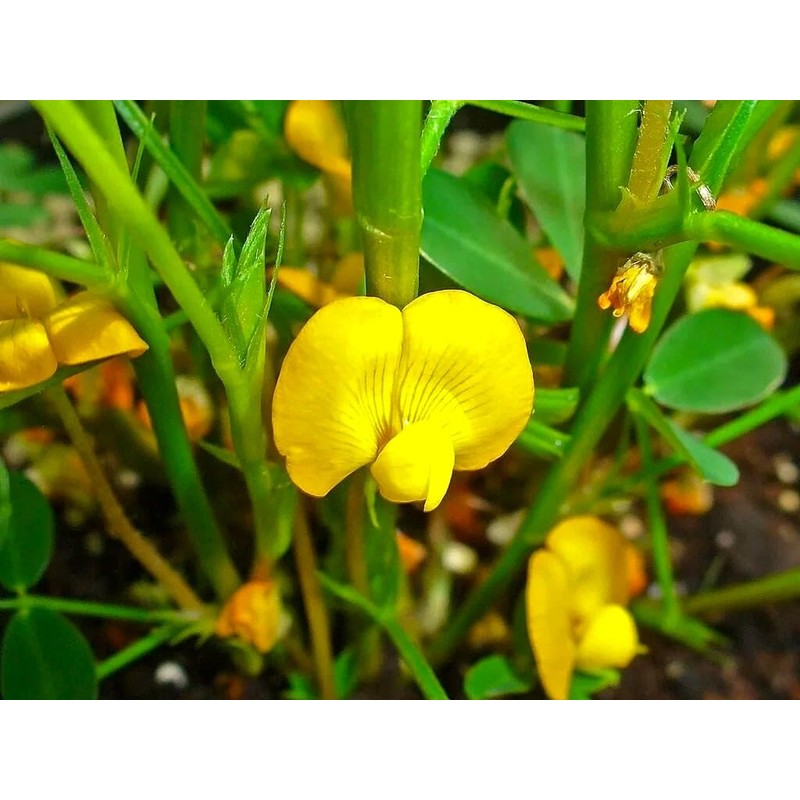 Seeds Spanish Peanut 10 Seeds to Grow Annual Warm-Season Plant