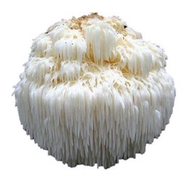 Soul 2 Grow Lion's Mane Mushroom Spawn (100 Pk.)