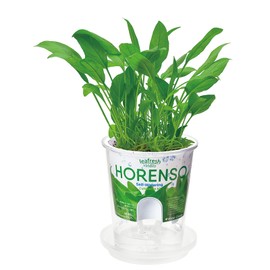 Seishin Pottery GD-81902 Household Garden, Easy Cultivation Kit, Salad Spinach, Indoor, Herbs, Vegetables, Cultivation Set, Approx. 4.3 inches (11 cm), Fresh Feel, Mother's Day, Gift, Birthday