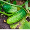 22Day Seeds: Seeds Cucumber Rodnichok F1 Open-Pollinated / 45 Days/Non