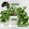 Dexceder 13.5 Inch Large Self Watering Hanging Planters Indoor Outdoor,