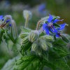 Borage - 100 Seeds