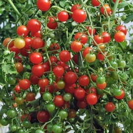 Sweet Pea (Red) Tomato, Currant Tomato (Lycopersicon esculentum) Vegetable Seeds, Tiny Fruits, Intensely Sweet Flavor, Seeds by MySeeds.Co, You Choose The Amount (Trial Packet Size)