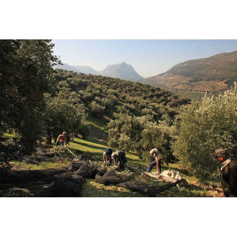 Venta del Barón - Voted The World's Best Olive Oil