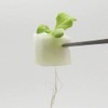 Living Farm Leaf Lettuce, Hydroponic Cultivation, Seedling Making Kit (with