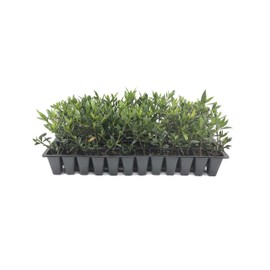 Frostproof Gardenia - 50 Live Plants - Fragrant Blooming Shrub - Gardenia Jasminoides