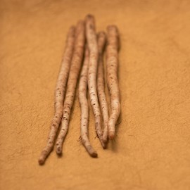 Burdock Seeds - Salada Musume - 1 g Packet ~68 Seeds - Non-GMO, Heirloom - Asian Herb Gardening