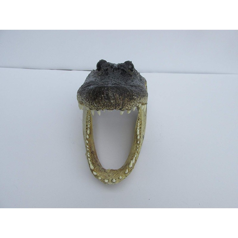 Real 8" Alligator Head from a 5 foot Gator Taxidermy