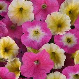 Petunia Seeds - Easy Wave Sweet Taffy - Packet - Mixed Flower Seeds, Hybrid Seed Attracts Bees, Attracts Butterflies, Attracts Hummingbirds, Attracts Pollinators, Easy to Grow & Maintain, Fast