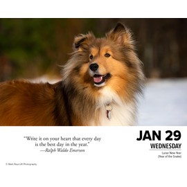 Willow Creek Press What Dogs Teach Us Daily 2025 Box/Desk Calendar (5.86" x 4.72")