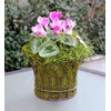 SuperMoss (26907) Spanish Moss Preserved, Grass, 4oz, 120 cubic in
