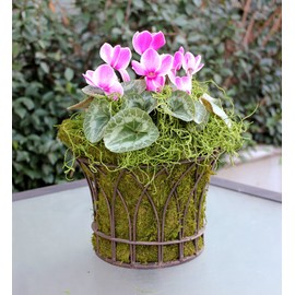 SuperMoss (26907) Spanish Moss Preserved, Grass, 4oz, 120 cubic in Bag (Appx. 4oz) (7 59834 26907 6)