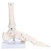 PicoLab Foot Skeleton Model, Foot Bone Model, Foot and Left